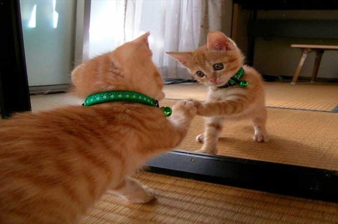gatto allo specchio