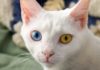 gatti occhi colore diverso