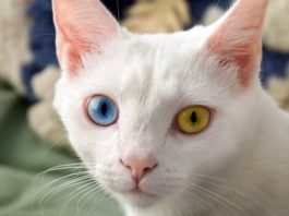 gatti occhi colore diverso