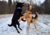 combattimenti tra cani calabria