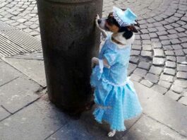 cane principessa Napoli