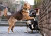 combattimenti cani