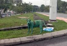 cane dipinto verde