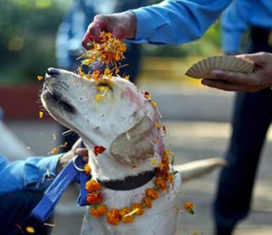 Kukur Tihar nepal festa cani