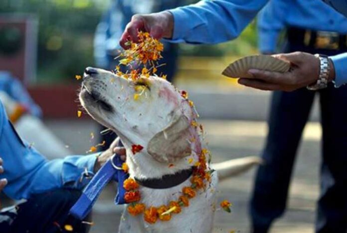 Kukur Tihar nepal festa cani