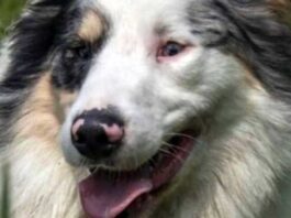 cane cieco sordo adottato soppresso