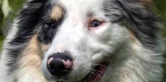 cane cieco sordo adottato soppresso