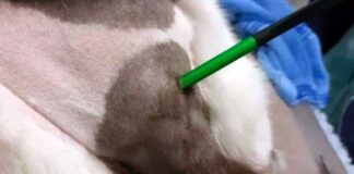 gatto colpito da una freccia