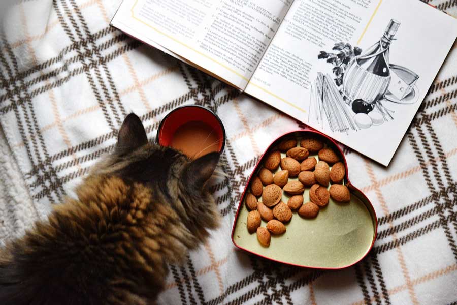 allergie alimentari gatti
