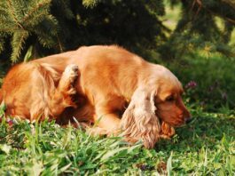 Prevenire le pulci e le zecche nel tuo cane