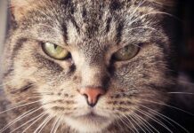 problemi e disturbi comportamentali nei gatti