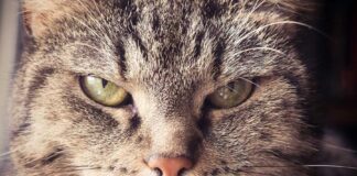 problemi e disturbi comportamentali nei gatti