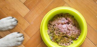 come preparare cibo casalingo per il tuo cane
