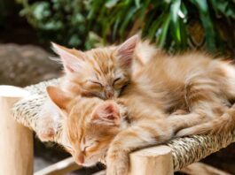i gatti e il sonno