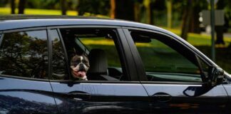Come preparare il tuo cane per un viaggio in auto