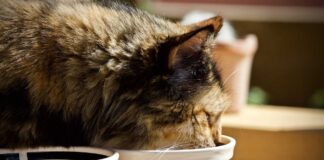 come preparare dieta casalinga per gatti