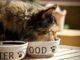 come preparare dieta casalinga per gatti