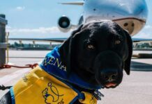 viaggiare in aereo con un cane