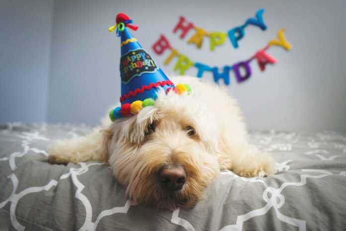 come organizzare festa di compleanno per il tuo cane